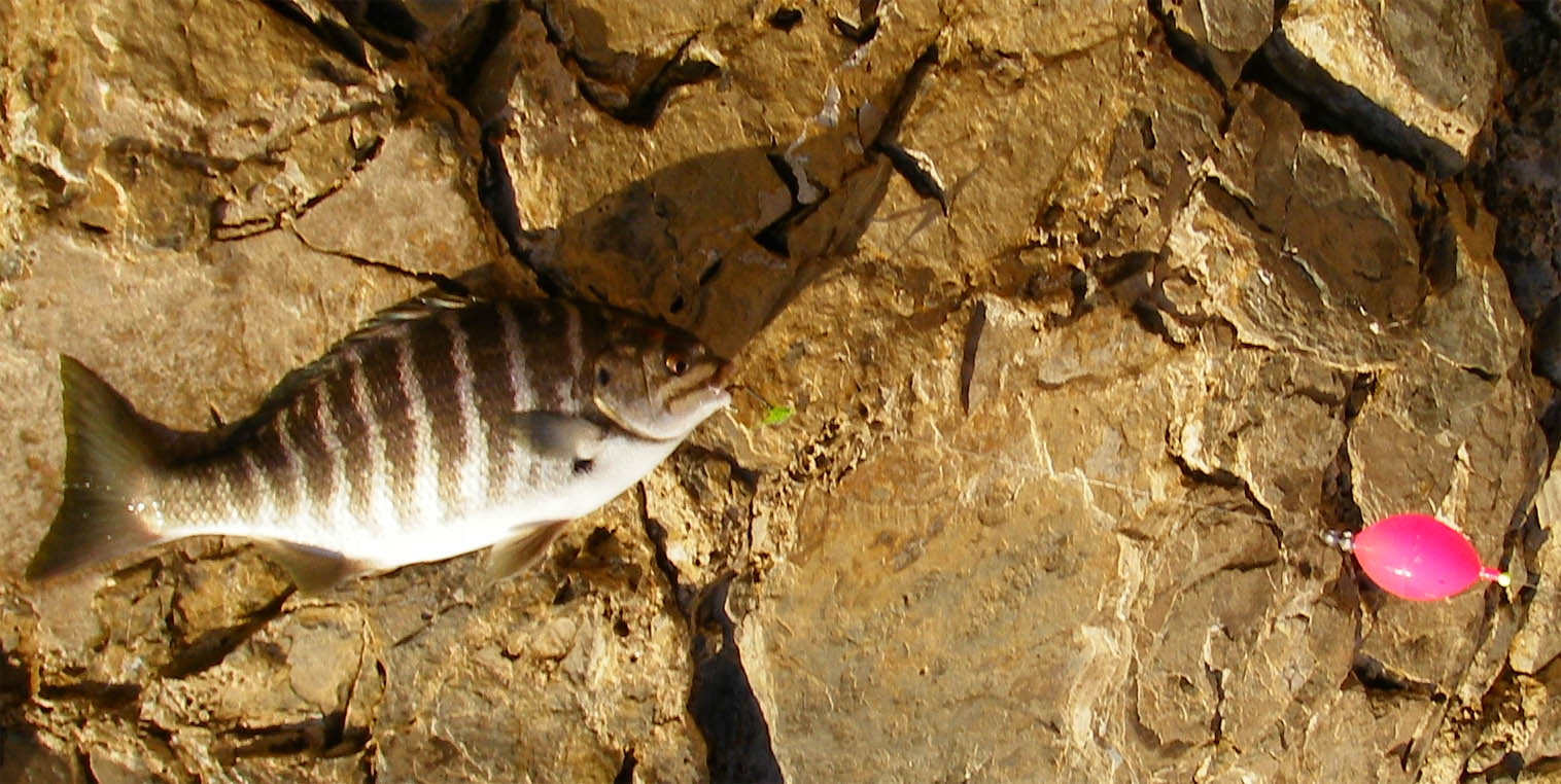 Zebraperch caught using algae for bait 10/21/2009