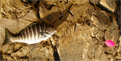Zebraperch caught using algae for bait 10/21/2009 