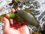 Baby opaleye snagged 10/21/2009