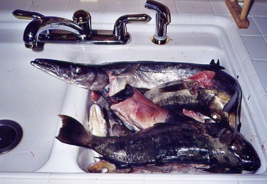 Kitchen sink full of fish caught at Catalina, 8/5/2003