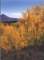 Fall color aspens near Funnel Lake, 9/15/1999