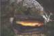 Dufish's biggest golden trout he ever caught, a 1-8 from High Sierra back country 7/1997
