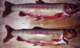 Crummy pic of the only two golden trout I caught on my High Sierra trip 2006