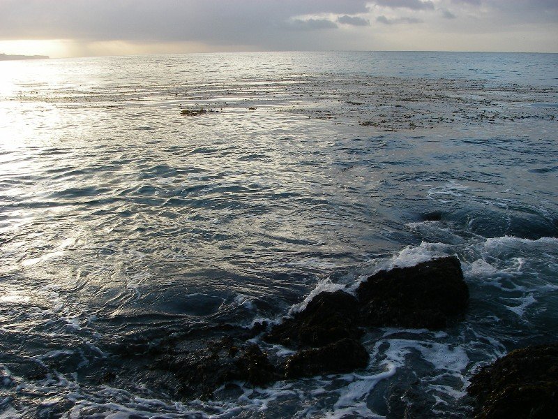 Kelp forest near Marineland Ledge