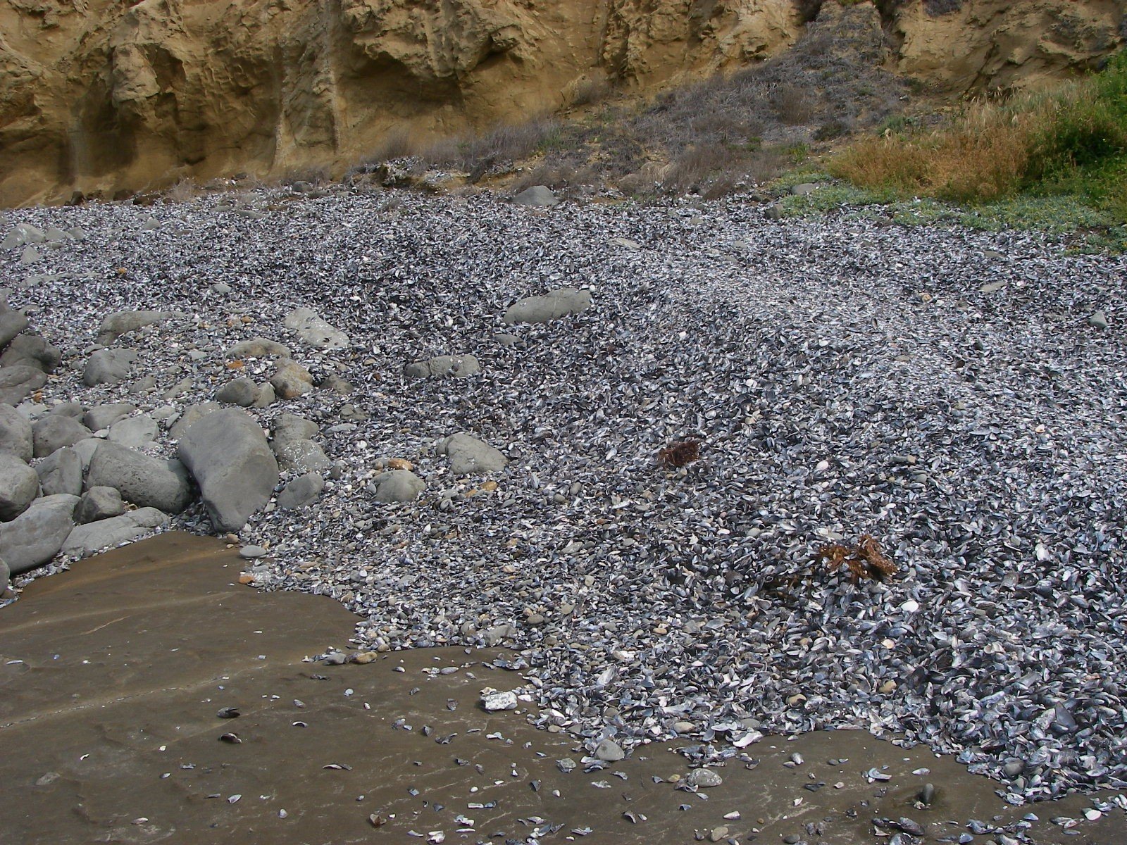 Lage midden of mussel shells Laguna Beach 4/2006.