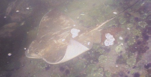 The 30-lb bat ray Dufish caught at Laguna Beach, 6/2/2003