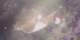 The 30-lb bat ray Dufish caught at Laguna Beach, 6/2/2003