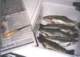 Dufish Laguna Niguel limit ready to be fileted, 3/2001