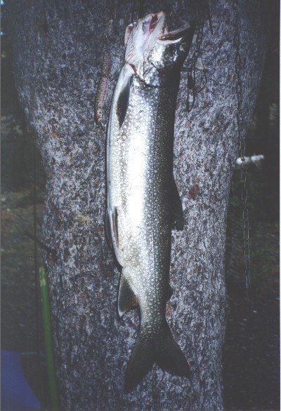 Dufish caught this 7-9 lake trout while backpacking the Oregon high country 9/25/1998
