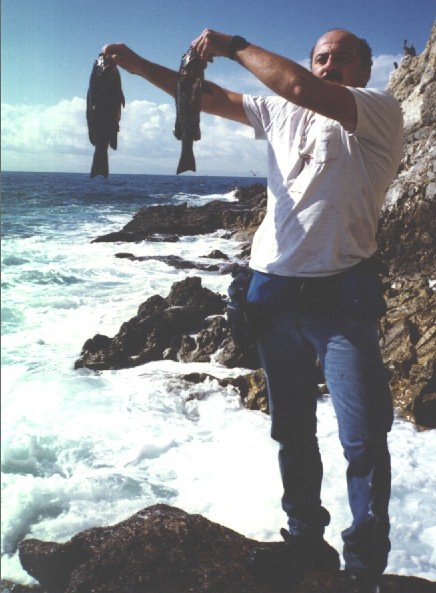 Dufish's opaleye 3/30/1998