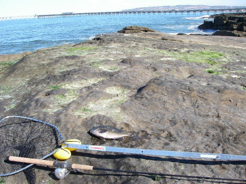 Three-taco size opaleye landed at rocks near Ocean Beach, San Diego, 3/5/2007