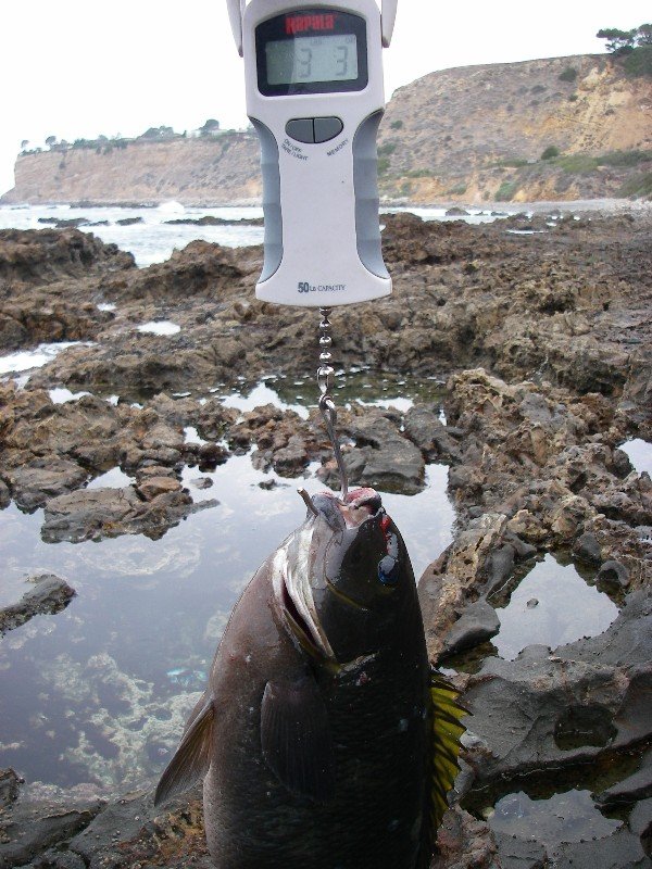 Opaleye came in at 3-3 landed from rocks near end of Hawthorne Blvd., Palos Verdes, CA 4/3/2007