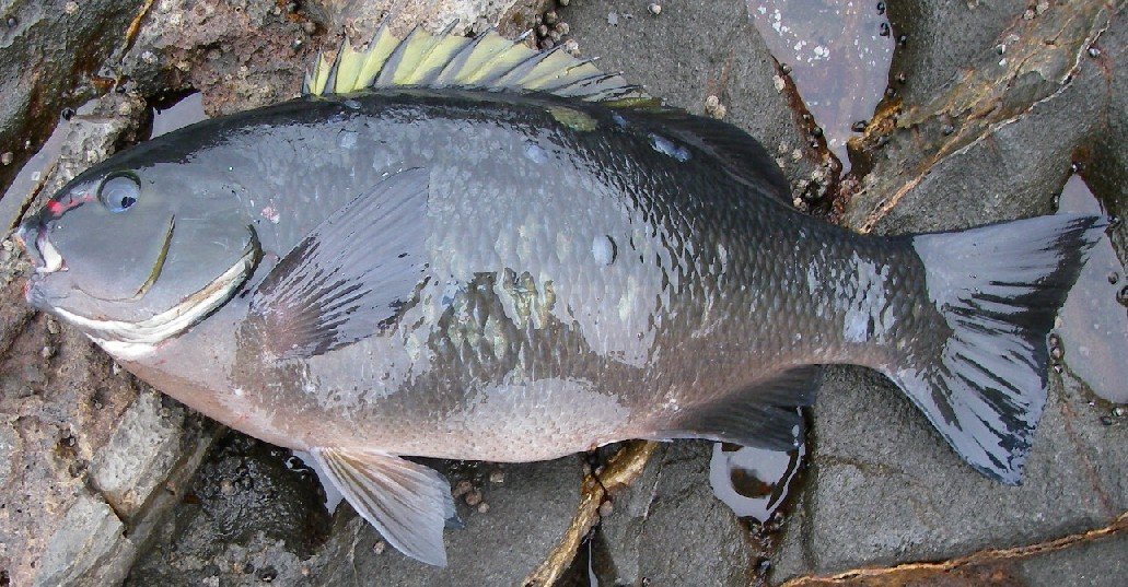Three pound opaleye landed by Dufish from rocks near end of Hawthorne Blvd., Palos Verdes, CA 4/3/2007