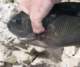 Two pound opaleye caught at the Marineland Ledge 1/21/07.