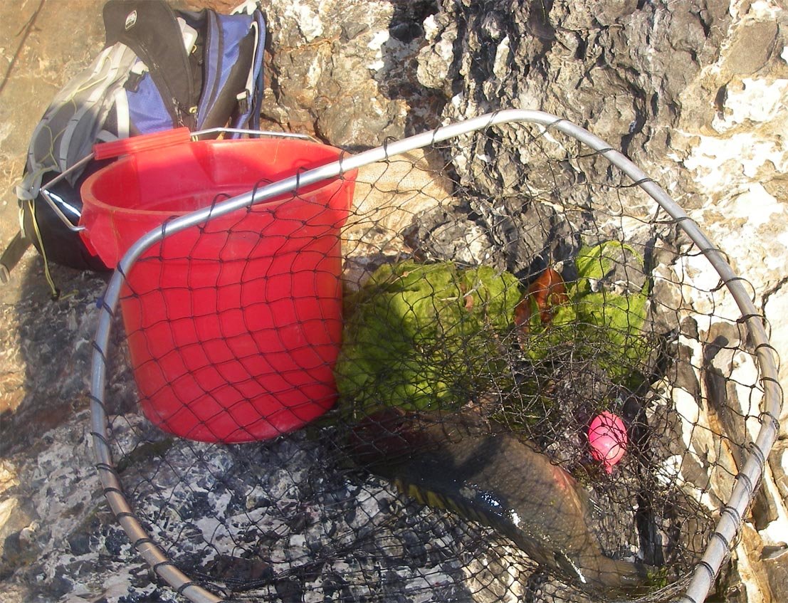 Nice 3-0 opaleye slipped into the net 11/15/2008 at Opaleye Point.