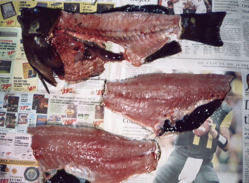 How to filet an opaleye