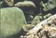Opaleye in Crescent Bay tide pool 2000
