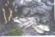 Limit of opaleye for Dufish while using enteromorpha for bait from the Opaleye Point platform rock 2/1999