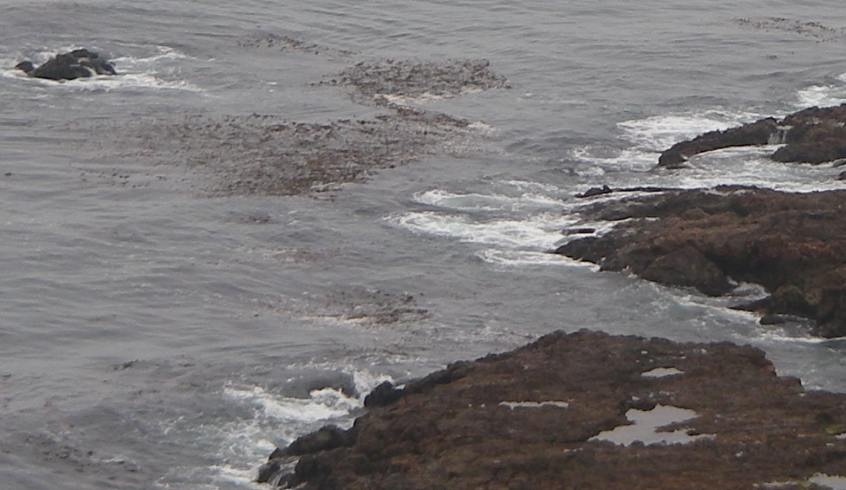 Summer 2008 has given us more kelp in over a decade.  Probably good for the fish but not so much for the rock caster, 8/15