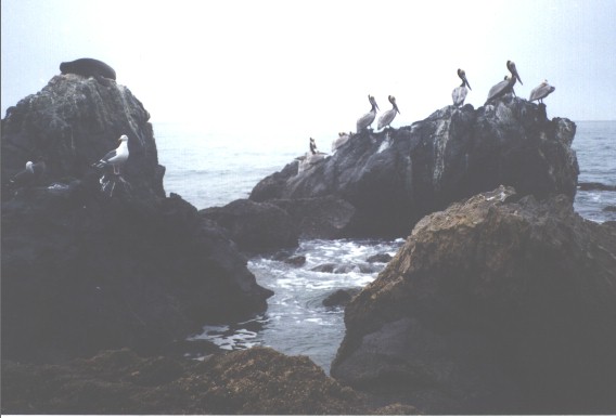 Opaleye Point occupied by various sea life, 2/8/1999