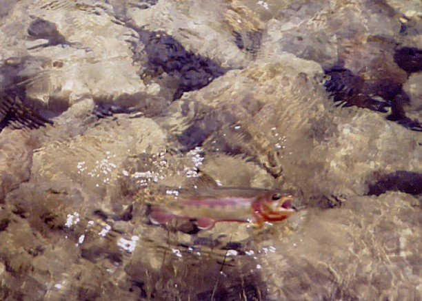 fish0001.jpg