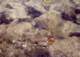 fish0001_small.jpg