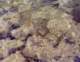 fish0002_small.jpg