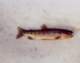fish0003_small.jpg