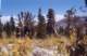 sierra024_small.jpg