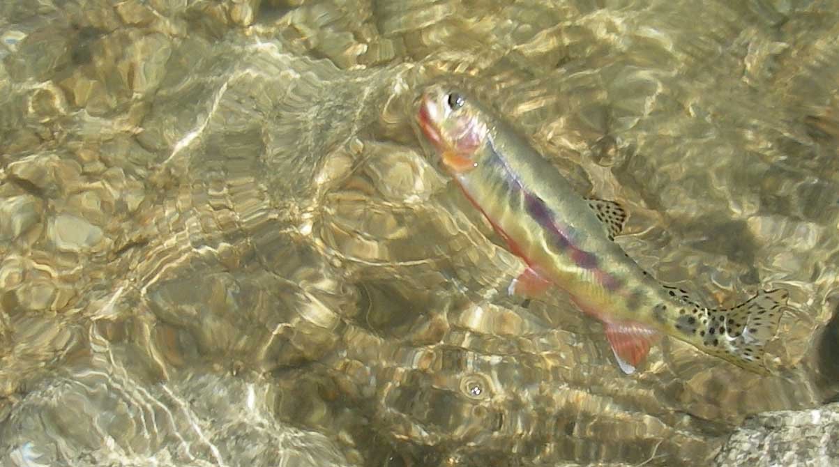 sierra080826.jpg