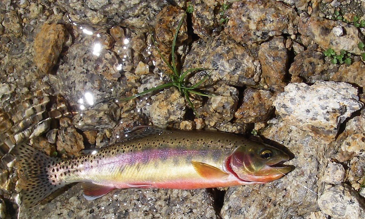 sierra080838.jpg