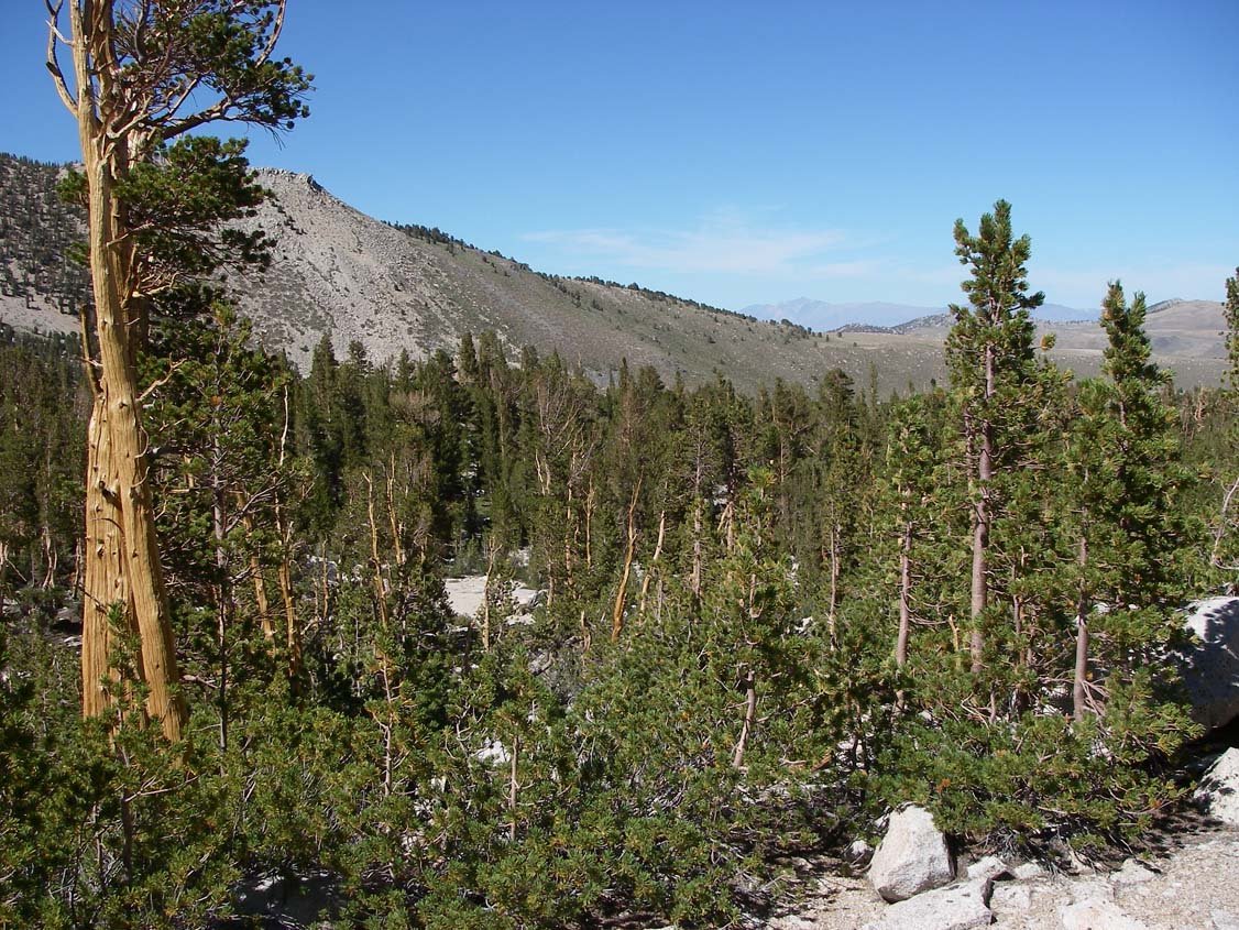 sierra080840.jpg