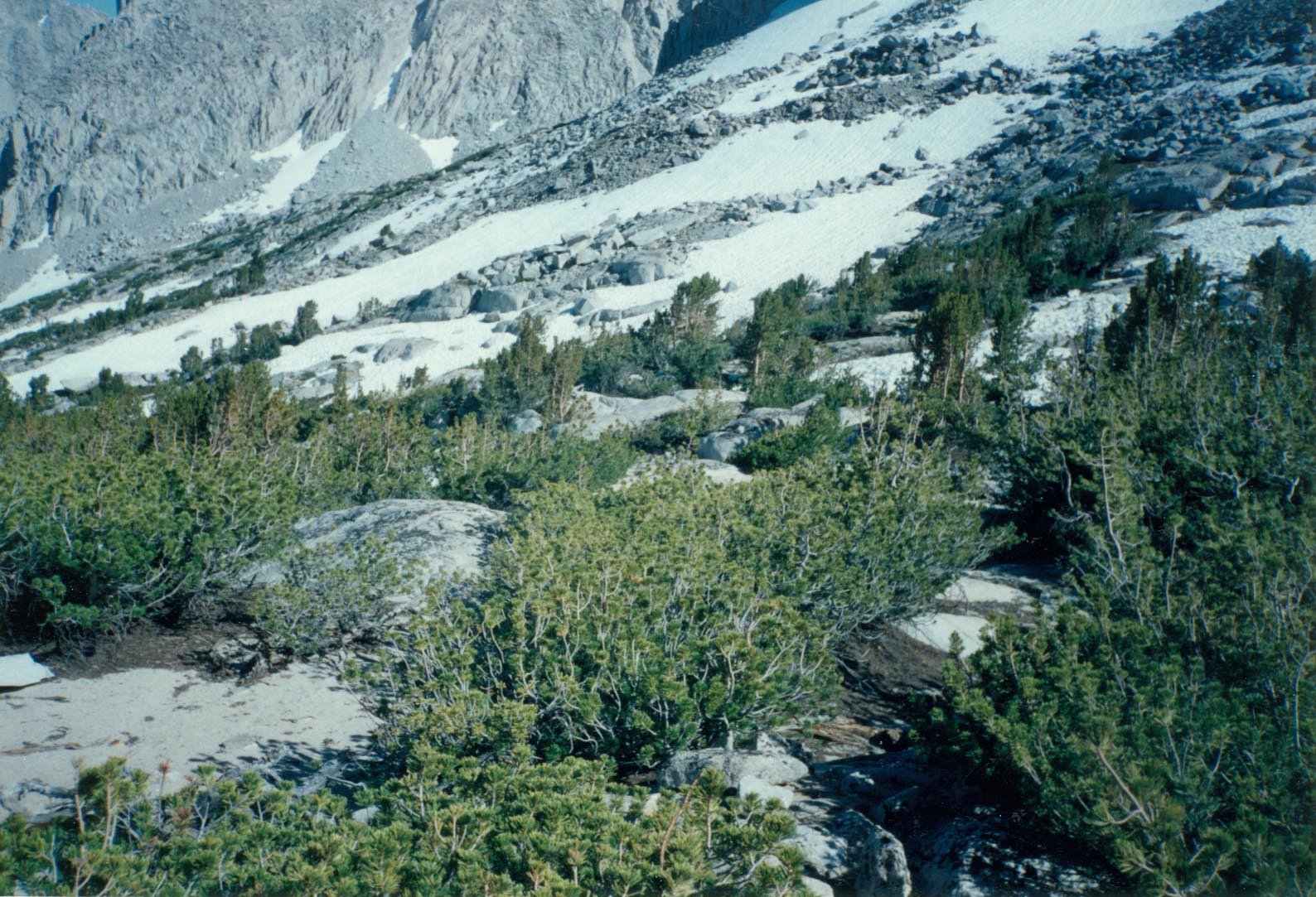 stanford199319.jpg