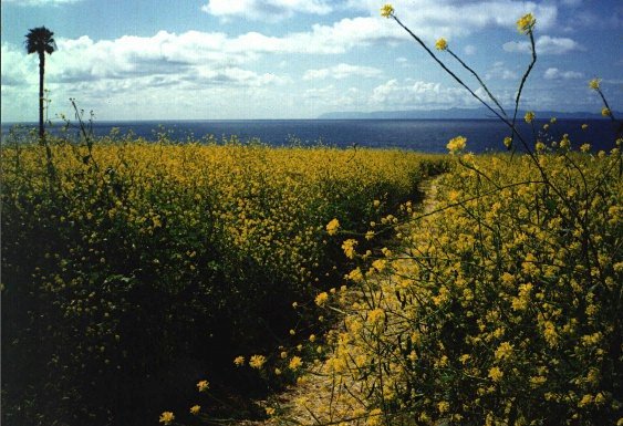 Opaleye Point trailhead mustard in bloom, spring 1998