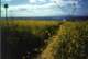 Opaleye Point trailhead mustard in bloom, spring 1998