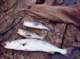 Dufish's legal white seabass caught off Palos Verdes 9/15/2004