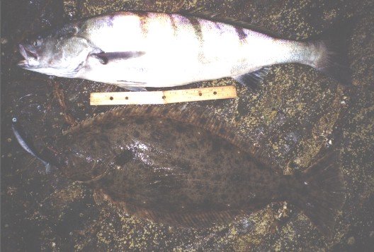Dufish caught legal white seabass and halibut near Abalone Cove 7/2/1999