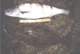 Dufish caught legal white seabass and halibut near Abalone Cove 7/2/1999