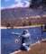 Dufish caught these 4 trout at Yucaipa Park using Power Bait and salmon eggs, 12/23/2002