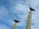 imgp0951_small.jpg