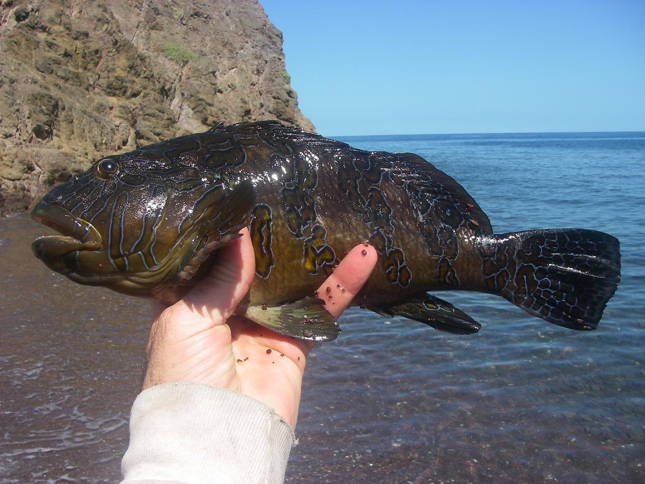 Clown Hawkfish caught at Punta Concepcion Baja California 10/17/2015