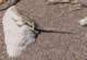 imgp0989_small.jpg
