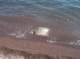 imgp0994_small.jpg