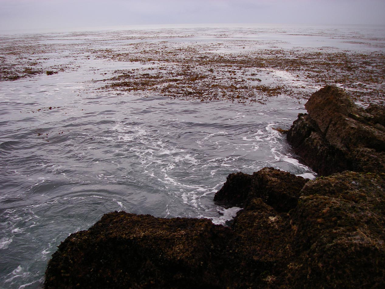 Rocks all around Palos Verdes are so choked with kelp it is difficult to find somewhere to cast, 9/8/2010