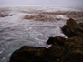Rocks all around Palos Verdes are so choked with kelp it is difficult to find somewhere to cast, 9/8/2010 