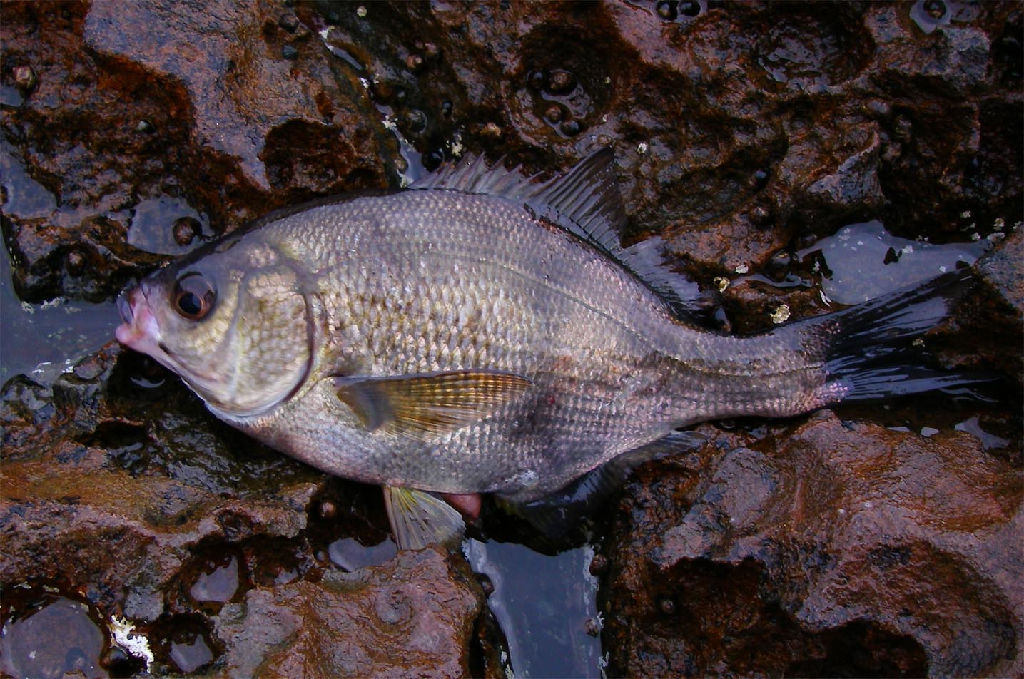 Small pile perch caught while using peas for opaleye at Palos Verdes 9/8/2010