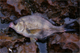 Small pile perch caught while using peas for opaleye at Palos Verdes 9/8/2010