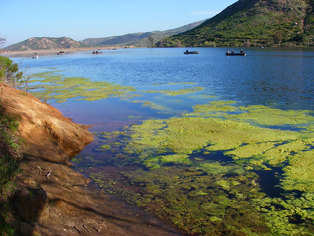 Shoreline of Lake Poway choked with algae 3/16/2011