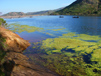 Shoreline of Lake Poway choked with algae 3/16/2011 