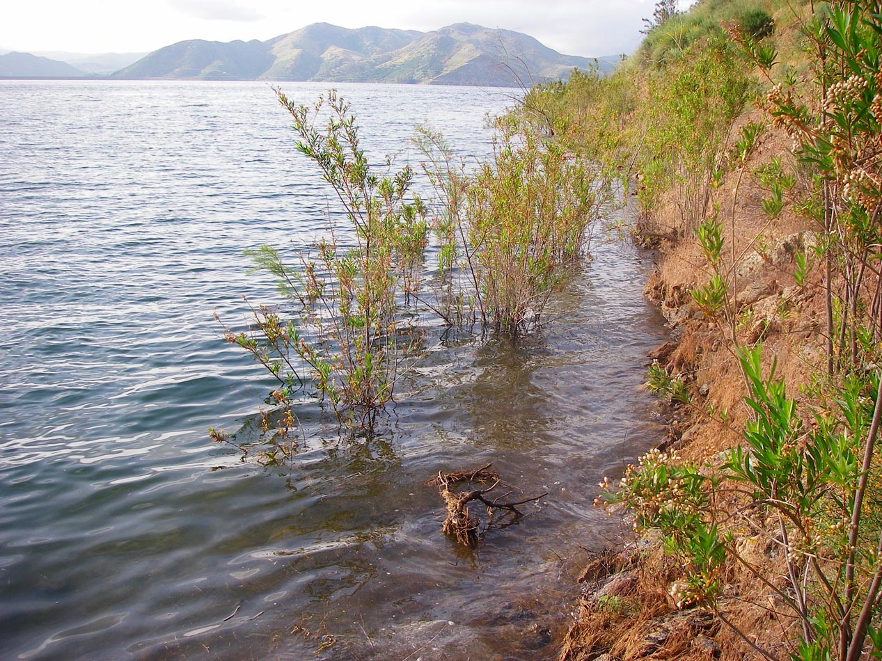 The bass were hanging around the submerged mule fat that 
   lined the shore of Diamond Valley Lake 4/20/2011